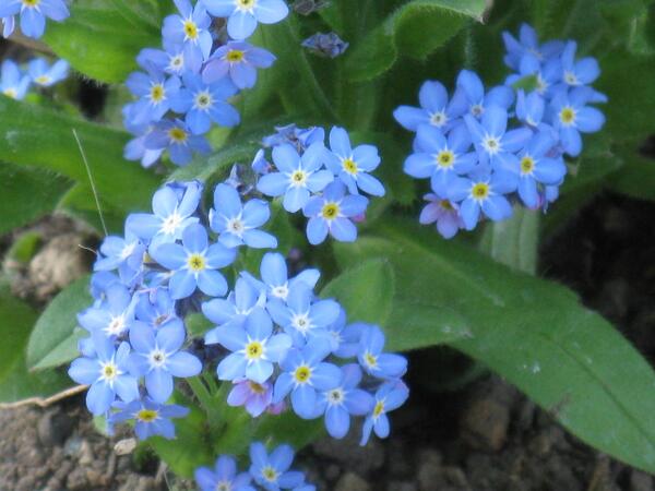 あの花雑学bot めんまの花 勿忘草 ワスレナグサ 花言葉は 私を忘れないで 真実の愛 真実の友情 T Co Sglljan3wl Twitter