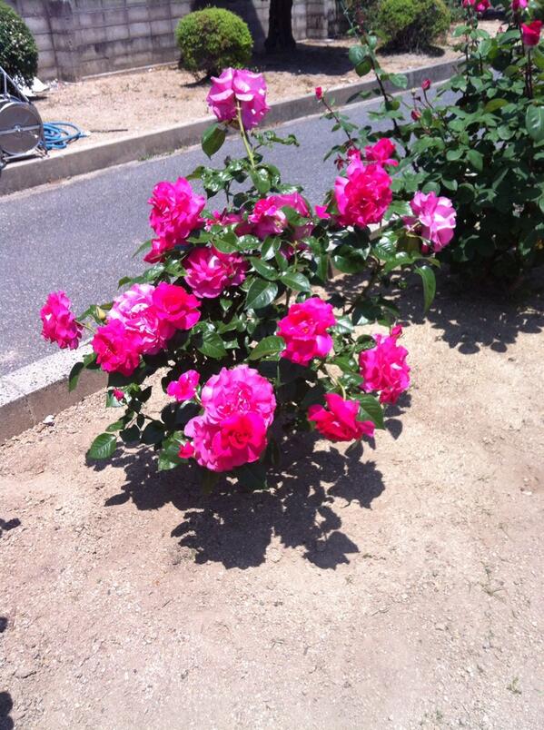 luckytatu02's tweet photo. これは綺麗。 http://t.co/xlxLeHWXAG