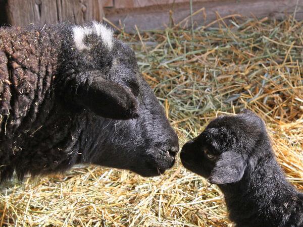peta's tweet photo. Happy Mother's Day to ALL moms out there ♥ #HappyMothersDay http://t.co/y0biy9e0bT