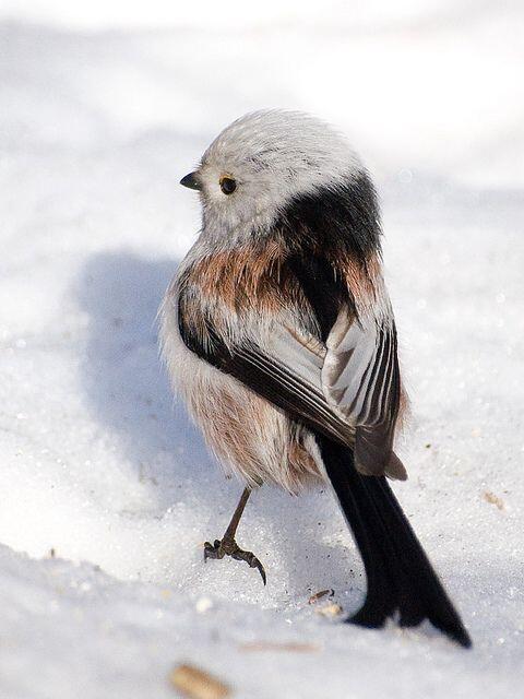 シマエナガさん 後姿もかわいい T Co Mcwvfgqj1p 鳥 シマエナガさん 後姿もかわいい T Co Mcwvfgqj1p 鳥