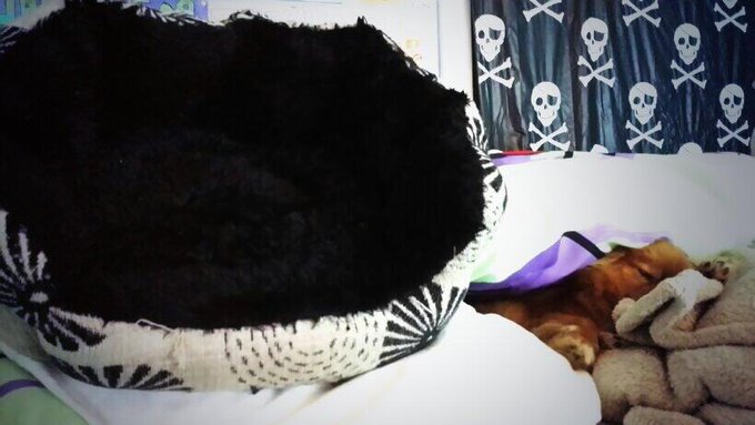 Gonna try to rest and it may sound crazy but I'm using Damen's bed as a pillow.Better than sleeping next<a href="/tag/shoelaces"class="tags"><span>#shoelaces</span></a><a href="/tag/workwithwhatyagot"class="tags"><span>#workwithwhatyagot</span></a>