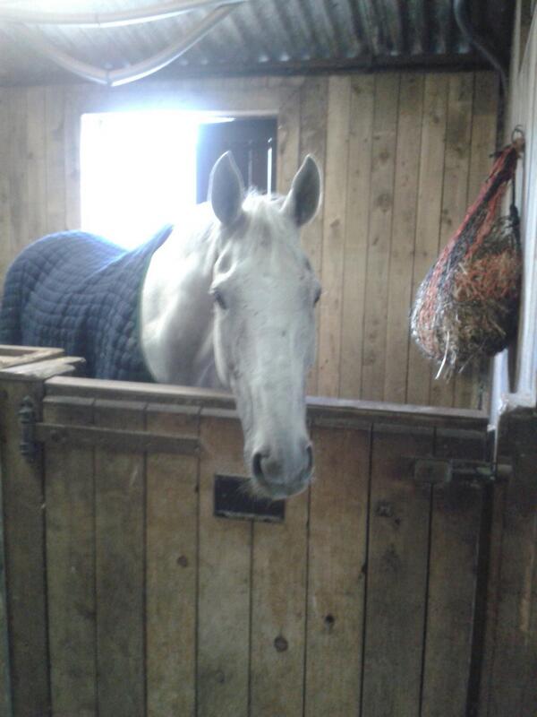 Loved seeing my boy this morning before work. #beauchampprince. He loves <a href="/shardeloesfarm/">Shardeloes Farm</a>. Thank you <a href="/shardeloesfarm/">Shardeloes Farm</a>