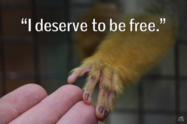 peta's tweet photo. RT if u agree NO animal should live behind bars!

Follow us on #Instagram 4 more: http://t.co/ILOSCYQLRp http://t.co/OolySB8pVq
