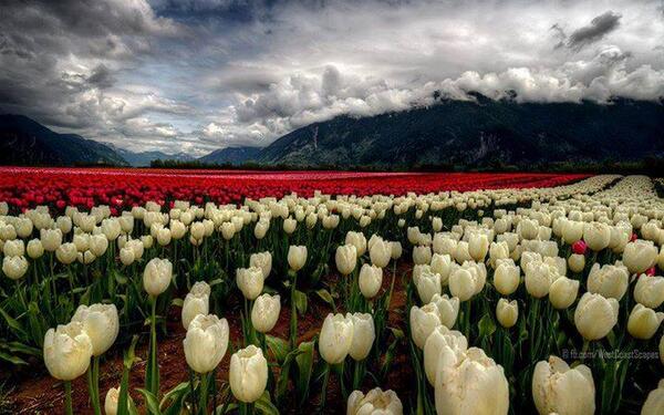 Gabriele Corno tweet media