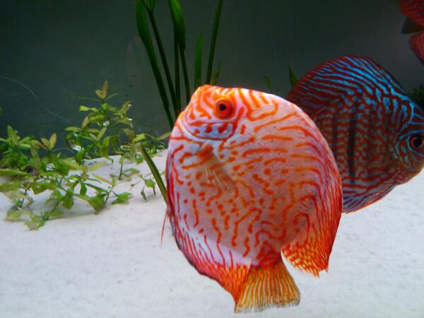 #discus <a href="/RocdesHarmonies/">Le Roc des Harmonies</a> #Poissons #aquarium #musée #granville @OTGranville