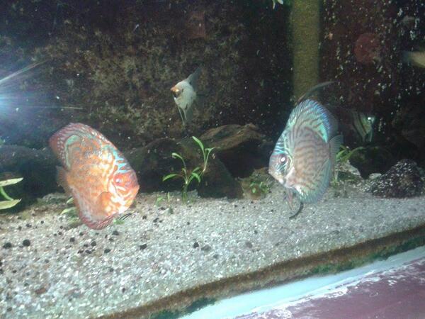 nos discus !! votre avis ? <a href="/RocdesHarmonies/">Le Roc des Harmonies</a> #poisson #granville #musée #aquarium