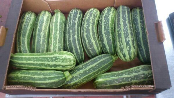 Marrow!! Are You interested for next season??