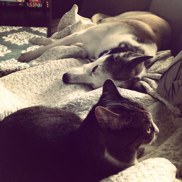 PaisleyKitten's tweet photo. Let me tell you about my #bestfriend... http://t.co/VKtr2VI65m