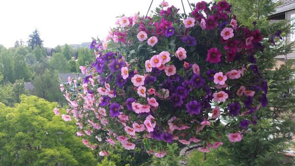 At <a href="/Fred_Meyer/">Fred Meyer</a> yesterday picking up a few things when I was surprised with free Mothers' Day flowers. Thanks