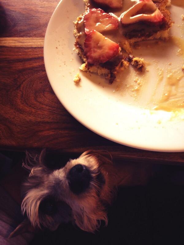 MeganJo22's tweet photo. I have help eating breakfast too! Love this old lady! #wcpetm #inspiredbypets #schnauzer http://t.co/vAOPjMNd7T