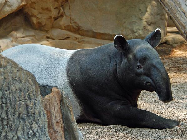 alka_seltzer666 Tapir/Baku. Japanese mythological creature that