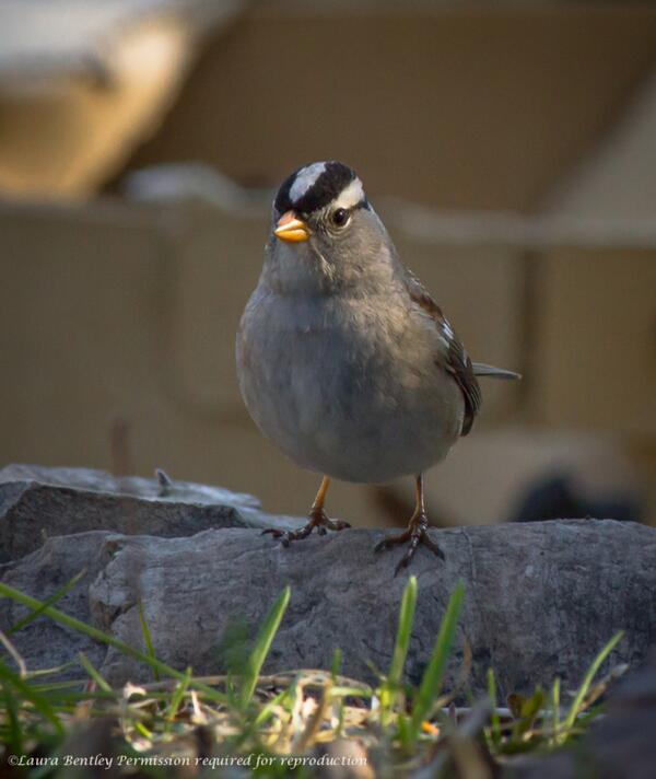 Sweetest little surprise this morning while capturing some regulars #WhiteCrownedSparrow #Bird