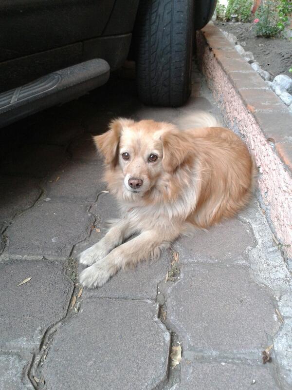 FondoBella's tweet photo. Reporta: @Greysel Perrito perdido, tiene correa sin placa y está muy triste. http://t.co/oRP708g1qD
