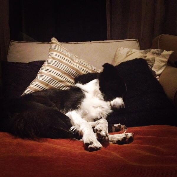 inlis's tweet image. Aki i Sørum. #sofahund