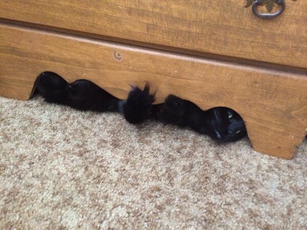 ShittyLilKitty's tweet photo. #catnip I'm freaking out, man! http://t.co/3v2Zqsu2yT