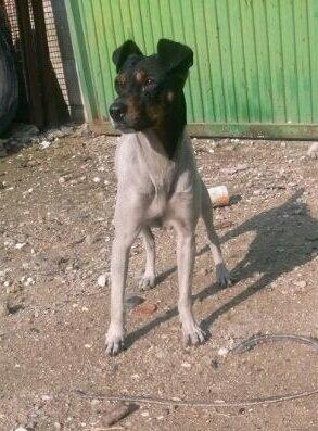 tweetgirl_23's tweet photo. Se busca bodeguera perdida esta mañana en la av juan carlos I si la ves por favor llama a este numero: 660013356 http://t.co/iw0zGMhx4y