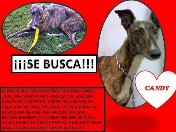 Lu_P89's tweet photo. @proyectogalgoar @elcampito @FerAnimalista28 @lulifernandezok @nikitaneumann @refugioenalerta Se perdió Candy #Junin http://t.co/yxF5kJkbCP
