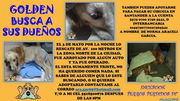AbandonadosZero's tweet photo. #Golden #encontrado triste operado urge su dueño o coop cirugia. #Df #Edomex http://t.co/AlhY85Jm4i