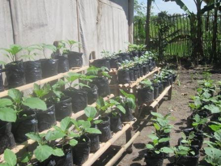 Selamat..! "<a href="/kebun_gizi/">Kebun Gizi </a>: 15/05 Jam 08.00 Panen perdana #SisterFarm Kebun Gizi Mandiri Juara <a href="/MDGAwards/">#AIDSAwards2015</a>  ”