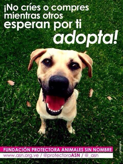 protectoraASN's tweet photo. ¿Por qué comprar cuando hay cientos de ellos esperando por ti? ¡ADOPTA! https://t.co/pwKHTQp4i3