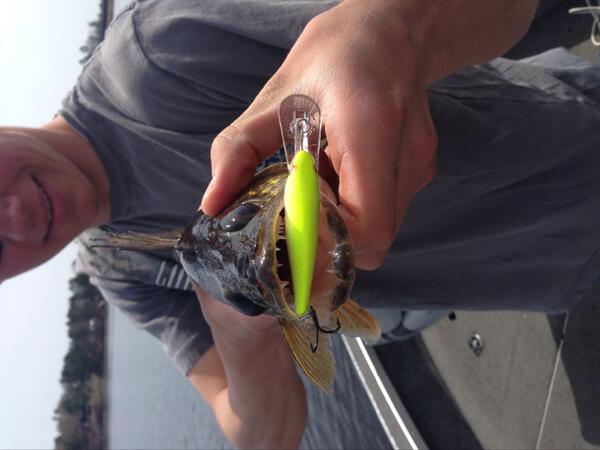 PointedOutdoors's tweet photo. Walleye bite is on!! http://t.co/gv2oqp6HBn