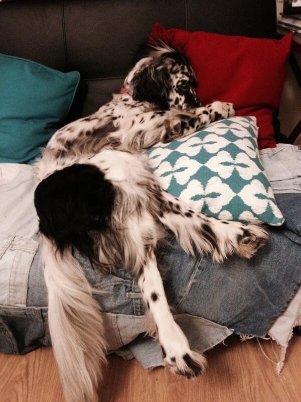 Flat out after a day in The #Cotswolds. #dogs <a href="/DogsinBlankets/">Dogs in Blankets</a>