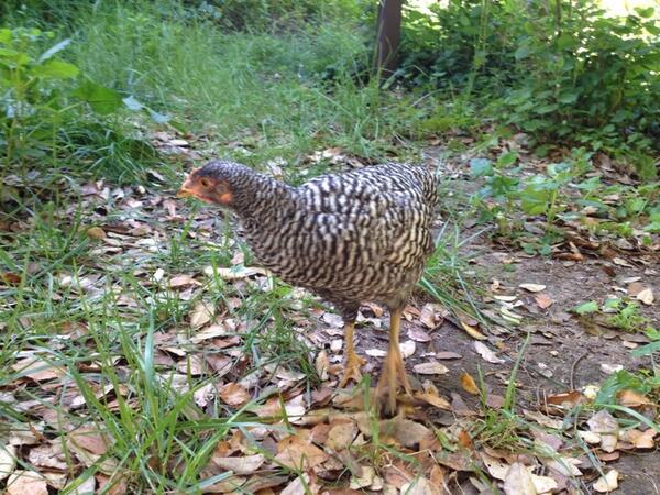 AtCreativity's tweet image. Free range weekend. Daisy Dewey out on the town, under mama's watchful eye.