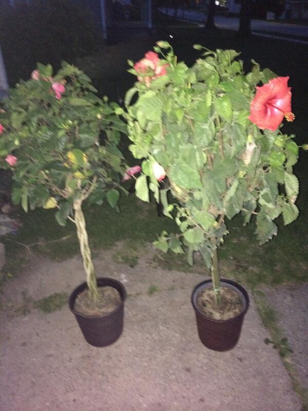 daisylove4's tweet image. Mother's Day present from Makayla😍@cutiepieee_33 #feelingloved #mybabygirliswonderful#mommasgirlis sosweet