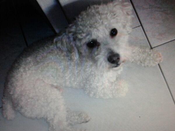 Euge_Tovar's tweet image. Lucky puddle minitoy blanco perdido 11/5 la california sur caracas 04265572605 @gabytenre