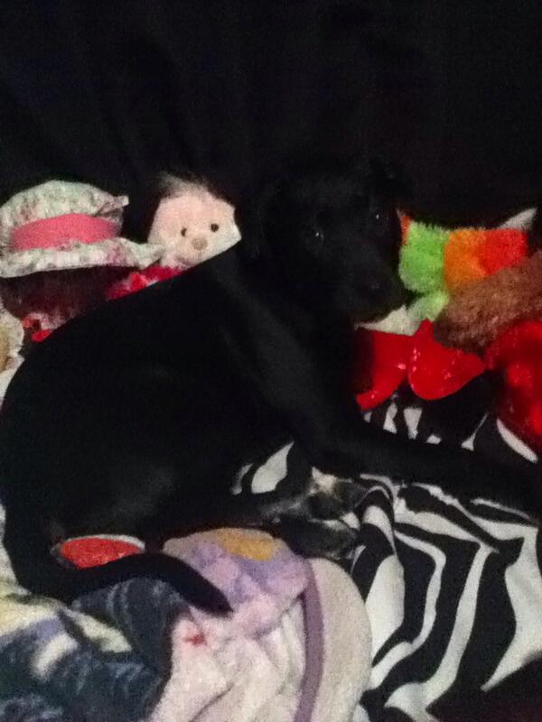 Kateyoung256's tweet image. My baby puppy.  She is so adorable.  Everyone should be nice and happy that you have a puppy or a dog.