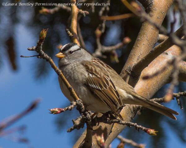 A most amazing day :) beautiful weather, beautiful feathers, what more could a mom ask for! #WhiteCrownedSparrow