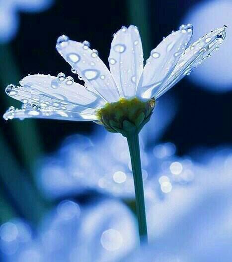 크리스탈같은 맑은빛
그 투명한 유리알에
세상사 모두 담았네

맑고 빛나는 방울마다
한평생 시름도 담고
애달픈 사랑도 담아
잎사귀마다 맺히네

한방울 한방울 담긴사연
아침마다 다시 태어난다