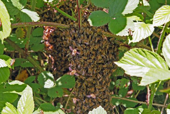 BuzzNatural's tweet image. Splitting Beehives &amp;amp; Swarms goo.gl/TNzCmt