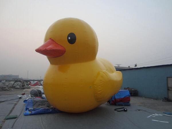 Phileas is on his way - quickest way to spend £1000 - I must be mad #exdr #skint #phileas #itsliverpool