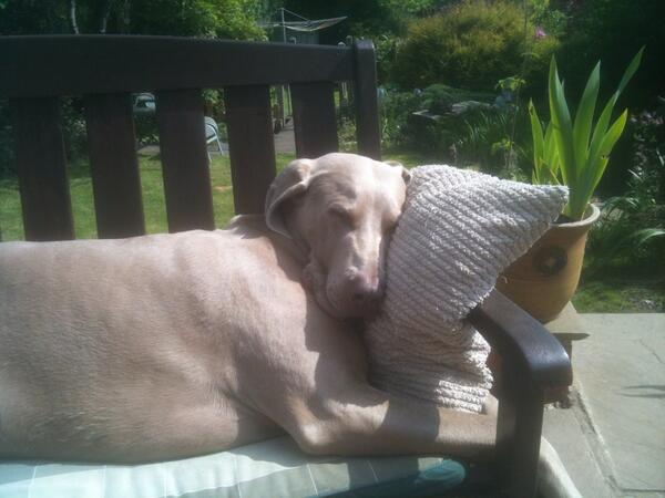 Ethorp123's tweet photo. Harvey enjoying the sun http://t.co/Ux8kkrJhZW