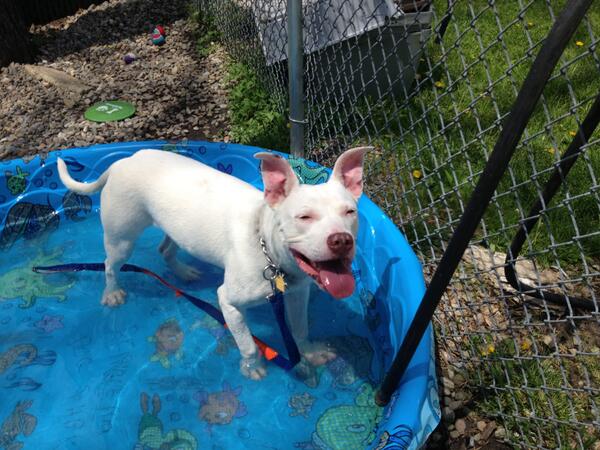 Our little Paddie enjoying pool time, on one of our warmer days.  This little guy is so cute and active.