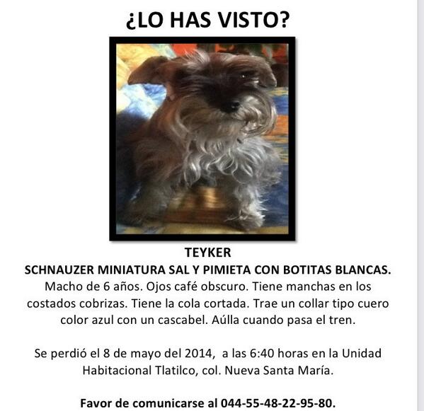 Atreyu_san's tweet photo. “@LuisMustainee: @PrrosPerdidosMX hola le podrían dar RT se los agradecería! http://t.co/KHLhfCpLAO” @Extraviados_ddf @_PatriciaAnaya