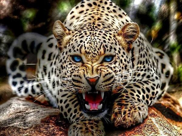 Blue Eyed Leopard