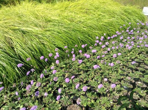 The Ampelodesmos is looking stunning in green. Being cold hardy is a big bonus!