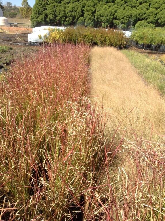 Vetiver (left) is a great anchor for soil, because of a big root system. On the right, Eragrostis curvula Love Grass