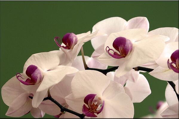 Esspora's tweet image. Buenos días, que tengais un feliz comienzo de Semana. Os esperamos en Camino el Potril.