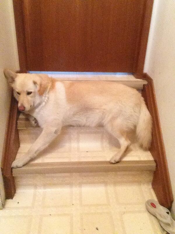 ACsincsa's tweet photo. My dog Luca laying down on the stairs 😂 http://t.co/1RmAcRz0GI