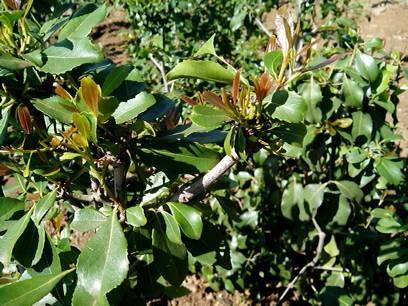 KoomeGitobu's tweet image. So that's what a #Muguka plant looks like...