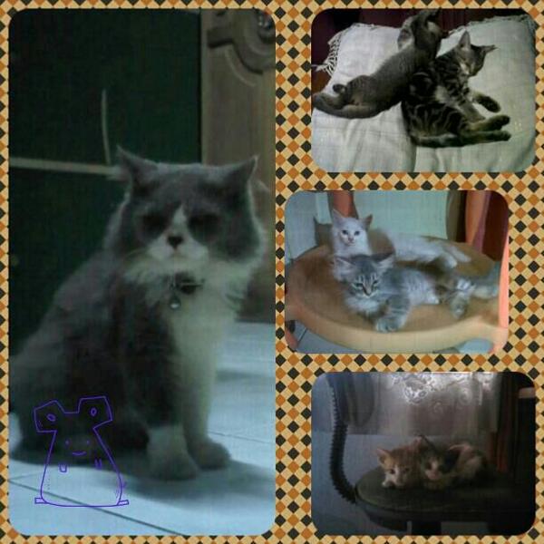 <a href="/DiditDwiA/">didit dwi andini</a> our babies {}