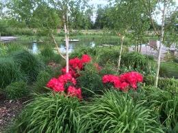 OsbertonN's tweet photo. What to do with the 'half dan lem' #rhododendrons brighten up your #garden @ellicargardens http://t.co/RC1vMb7E6b http://t.co/Ea5PKYCKxw