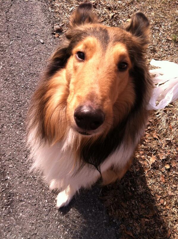 steFANIegivler's tweet image. #ITHASSTARTED waking up and walking the dogs!