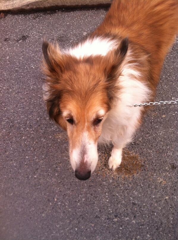 steFANIegivler's tweet image. #ITHASSTARTED waking up and walking the dogs!