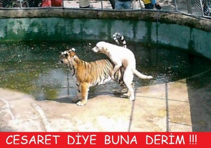 naciabuska's tweet photo. Deli cesareti .. http://t.co/2ctJkuyVMQ