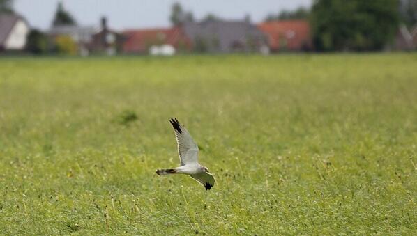 Spektakel in #Oldambt. Vier kiekensoorten op een km2, met een baltsende man Steppe in de hoofdrol! #vogelskijken