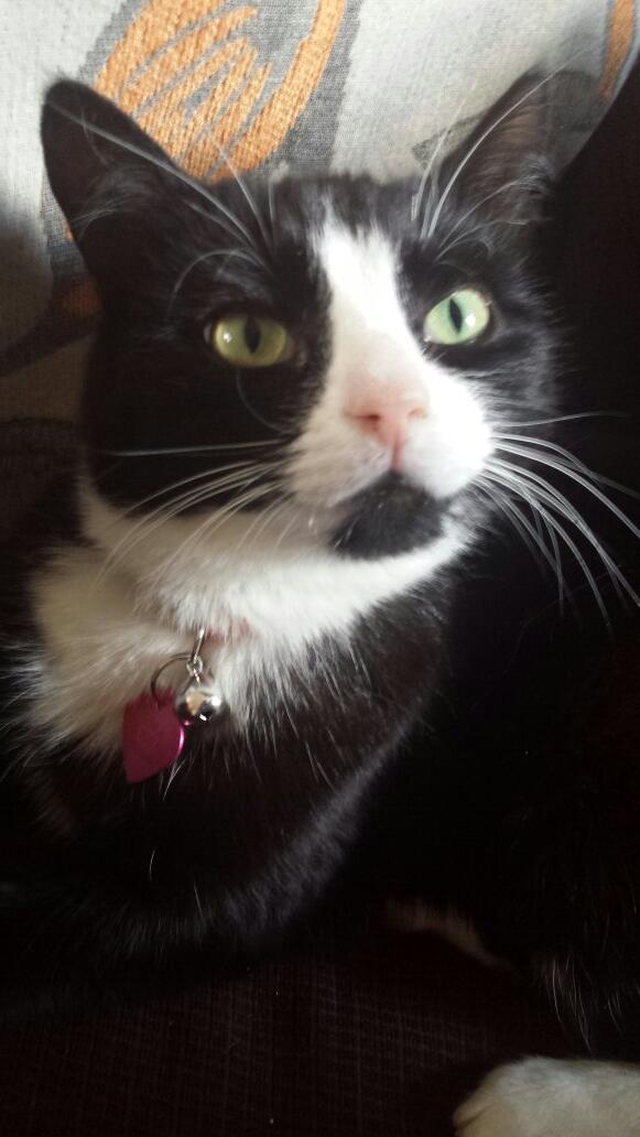 My cat dora....she is quite a reflective soul...always staring off into space...#spiritualcat #loveshercuddles